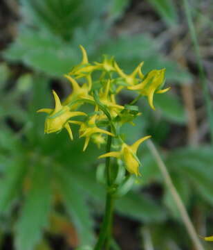 Image of Mt. Graham Spurred-Gentian