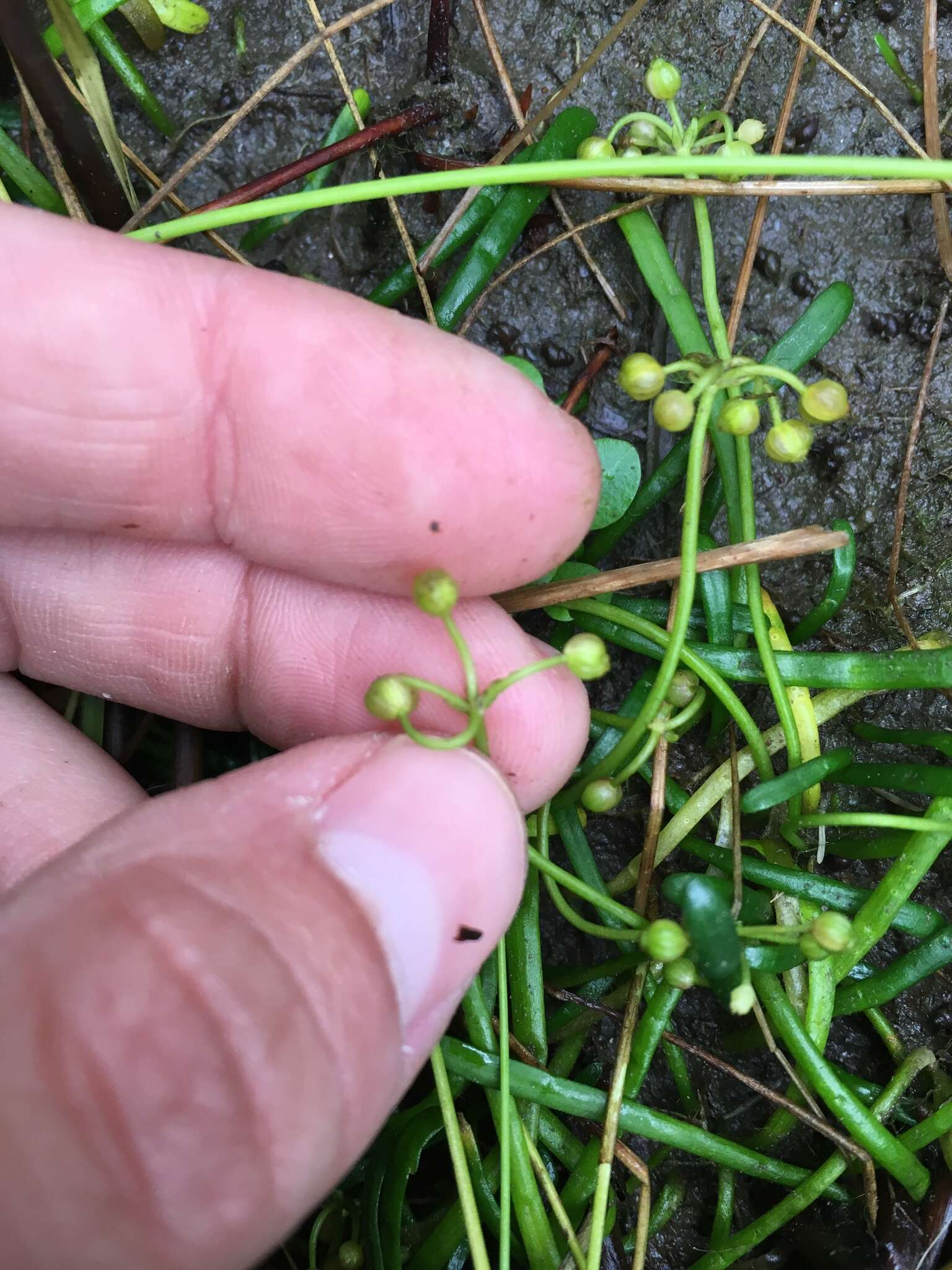 Imagem de Lilaeopsis chinensis (L.) Kuntze