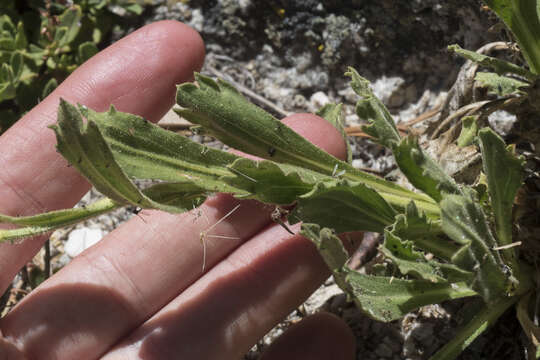 Image of Peirson's serpentweed