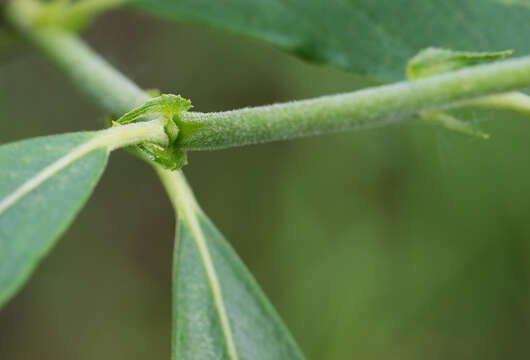 Image of Salix viminalis var. gmelinii (Pall.) Andersson