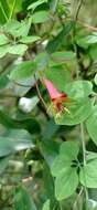 Image of Tropaeolum pentaphyllum subsp. pentaphyllum