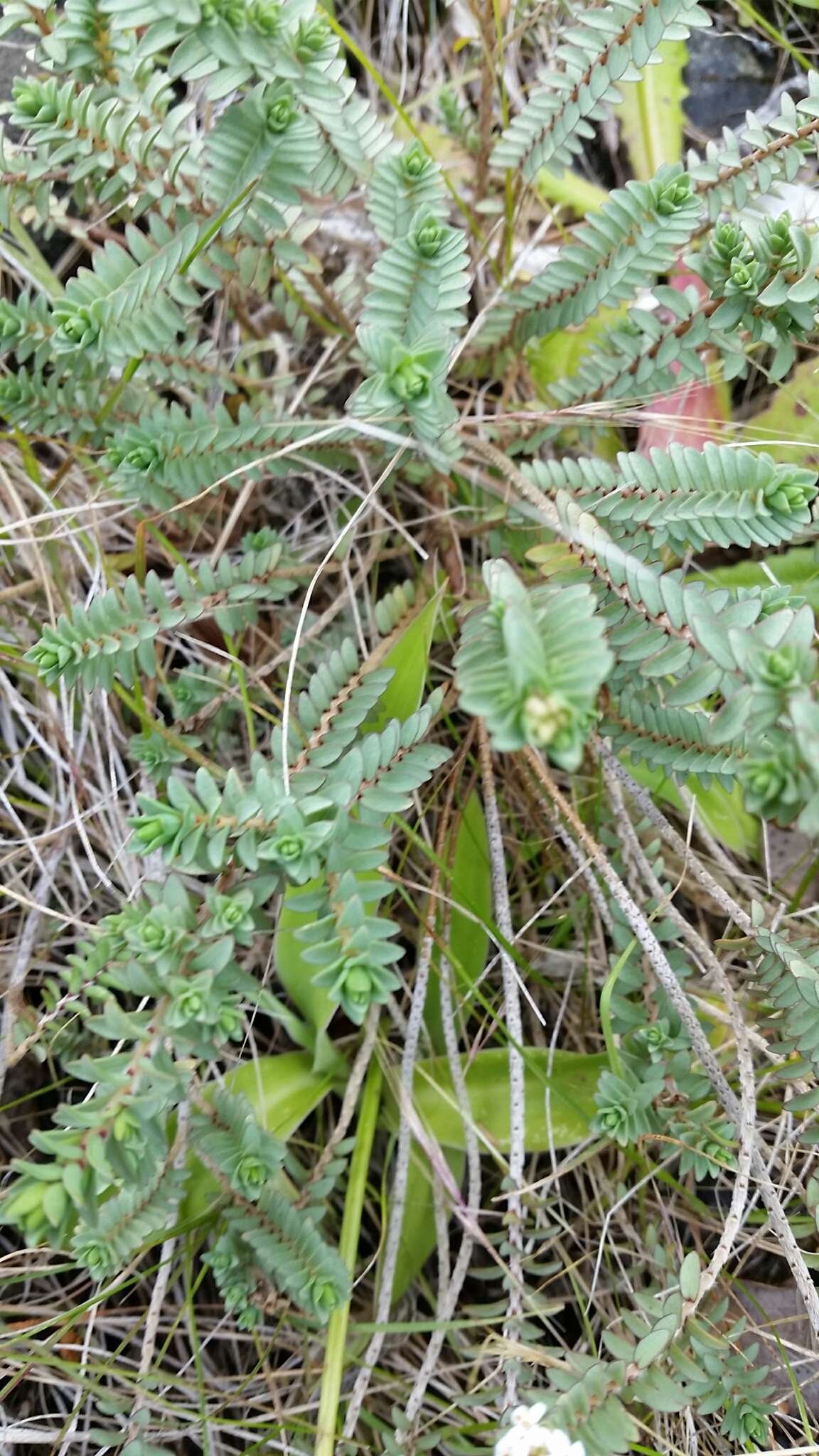 Image of Pimelea carnosa C. J. Burrows