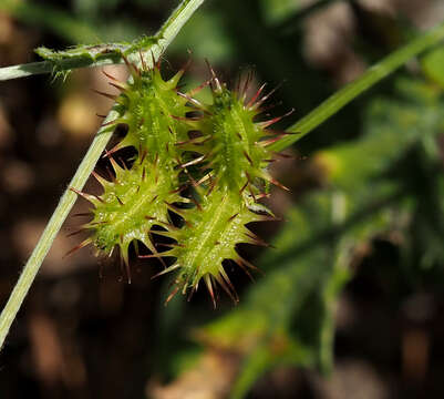 صورة Orlaya daucoides (L.) Greuter