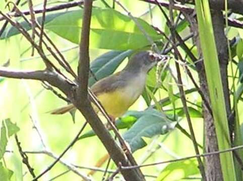 Prinia flaviventris (Delessert 1840) resmi