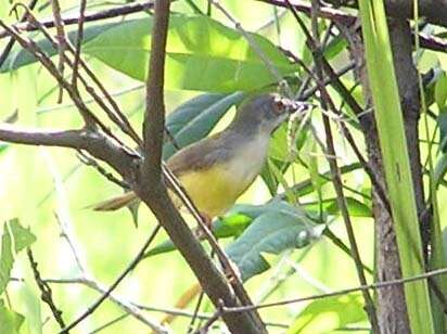 Imagem de Prinia flaviventris (Delessert 1840)