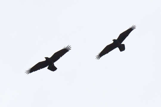 Image of Chihuahuan Raven