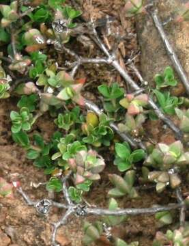 Image of Blepharis integrifolia (L. fil.) E. Mey. & Drege