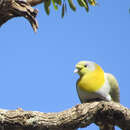 Image of Treron phoenicopterus viridifrons Blyth 1846