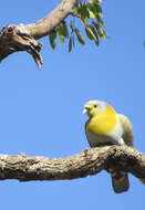 Image of Treron phoenicopterus viridifrons Blyth 1846