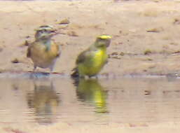 Image of Crithagra mozambica vansoni (Roberts 1932)