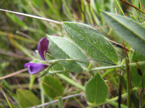 Plancia ëd Psoralea monophylla (L.) C. H. Stirt.