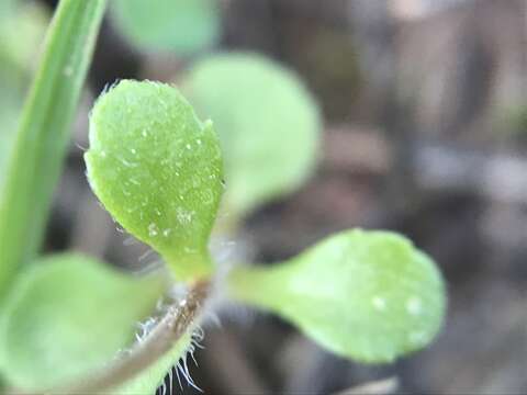 Image of Annual daisy