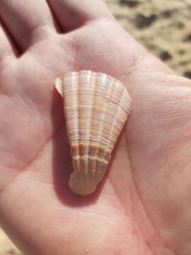 Image of Australian scallop