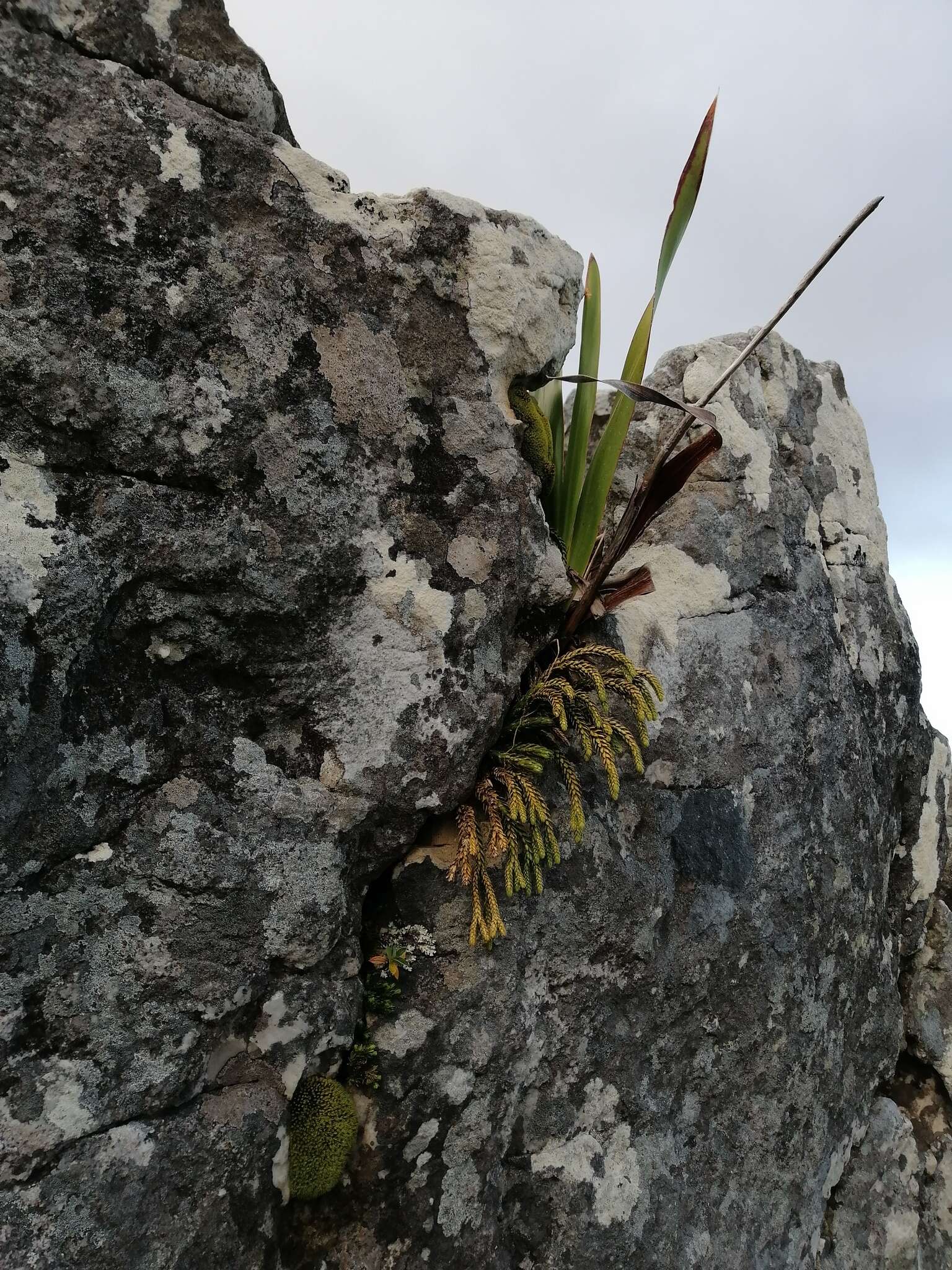 Imagem de Phlegmariurus gnidioides (L. fil.) A. R. Field & Bostock