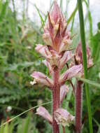 Imagem de Orobanche litorea Guss.