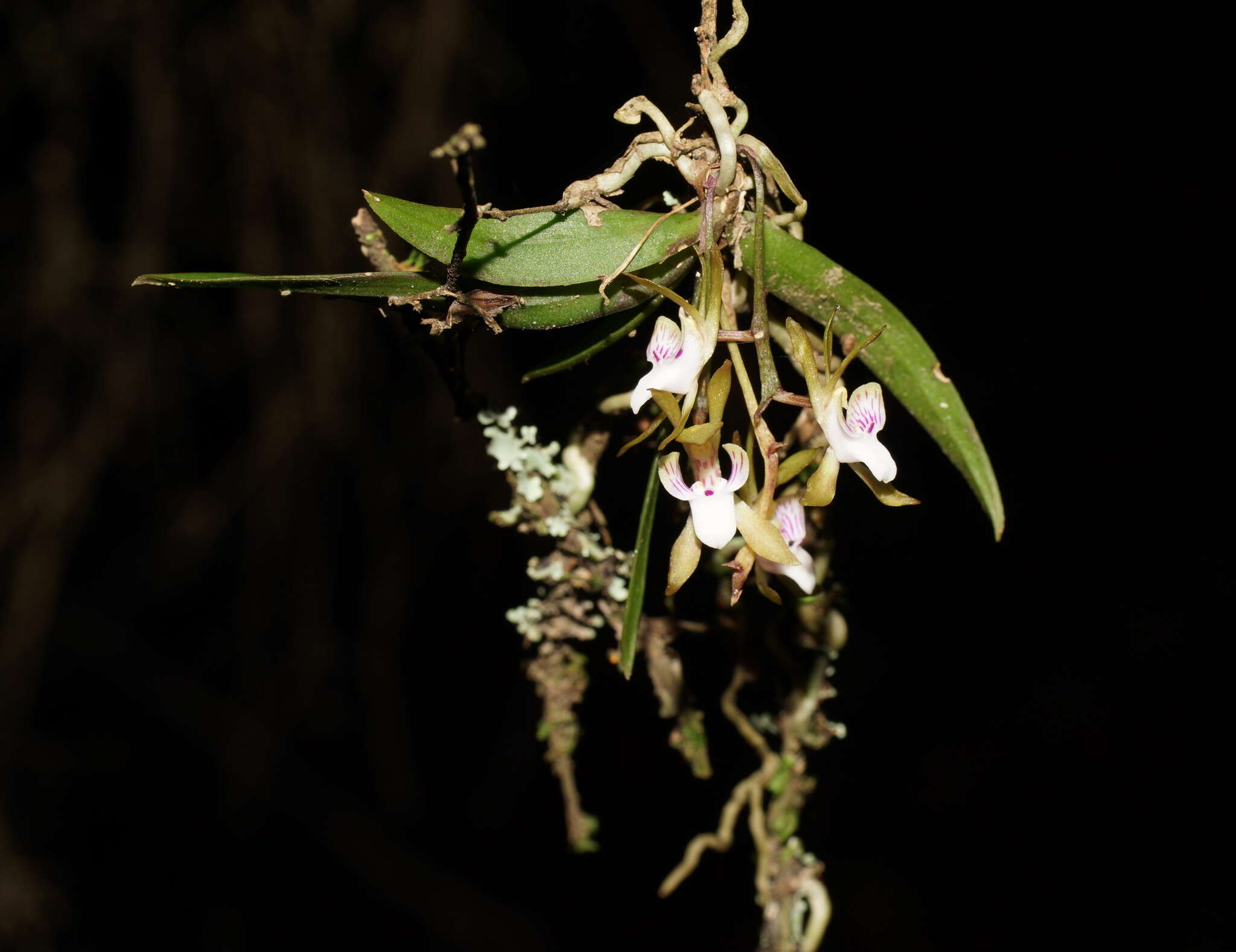 Image of Butterfly orchid