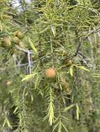 Sivun Juniperus oxycedrus subsp. oxycedrus kuva