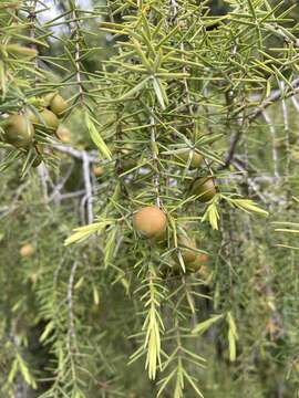 Juniperus oxycedrus subsp. oxycedrus的圖片