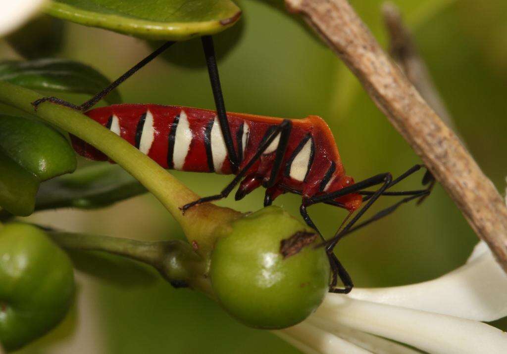 صورة Galaesus hasticornis (Thunberg 1784)