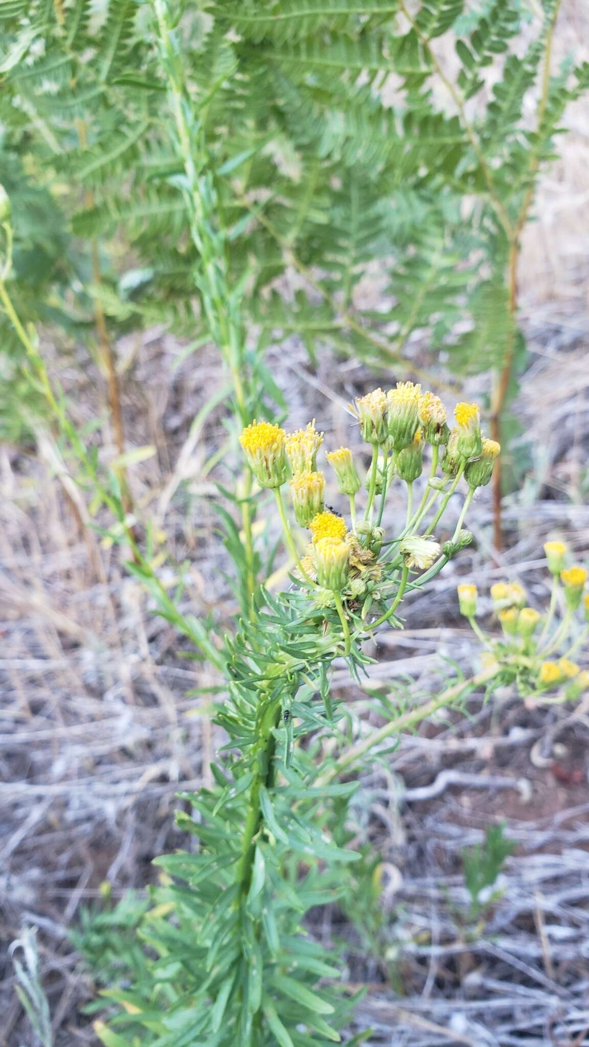 Image of California rayless fleabane