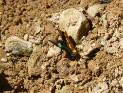 Image de Perisama oppelii Latreille 1811