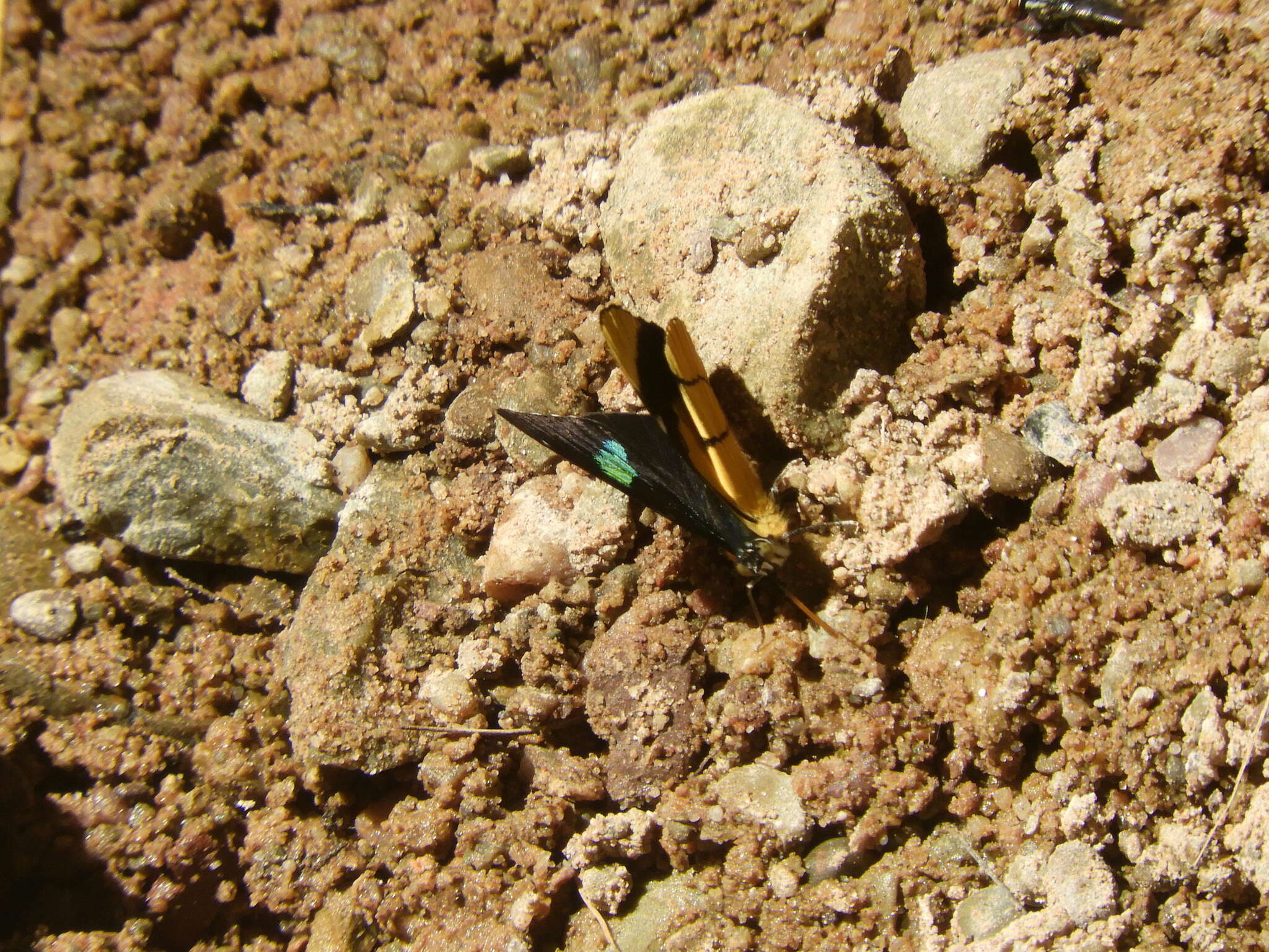 Perisama oppelii Latreille 1811的圖片