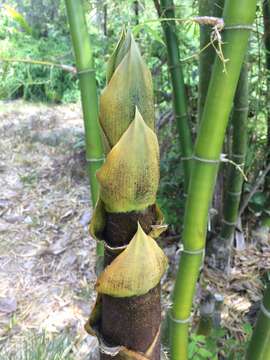 Image of Bambusa vulgaris Schrad. ex J. C. Wendl.