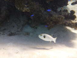 Image of Narrow-lined Puffer