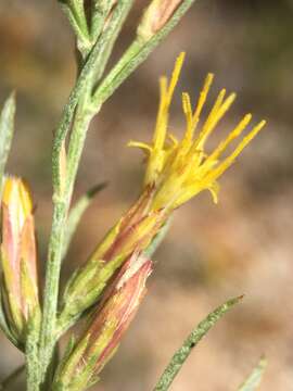 Слика од Ericameria parryi (A. Gray) G. L. Nesom & G. I. Baird