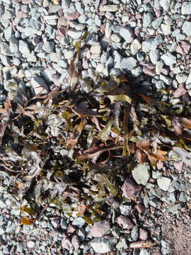 Image of toothed wrack