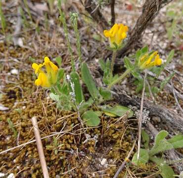 Plancia ëd Anthyllis lotoides L.