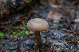 Plancia ëd Pseudoomphalina kalchbrenneri (Bres.) Singer 1956