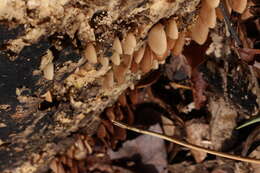 Image of Psathyrella saccharinophila (Peck) A. H. Sm. 1972