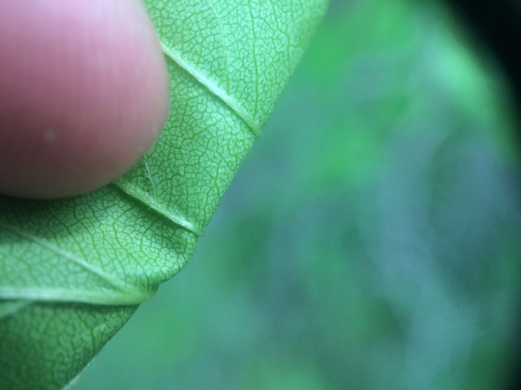 Imagem de Crataegus irrasa Sarg.