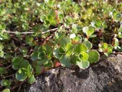 Image of Caucasian stonecrop