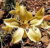 Image of Dianthus caespitosus Thunb.