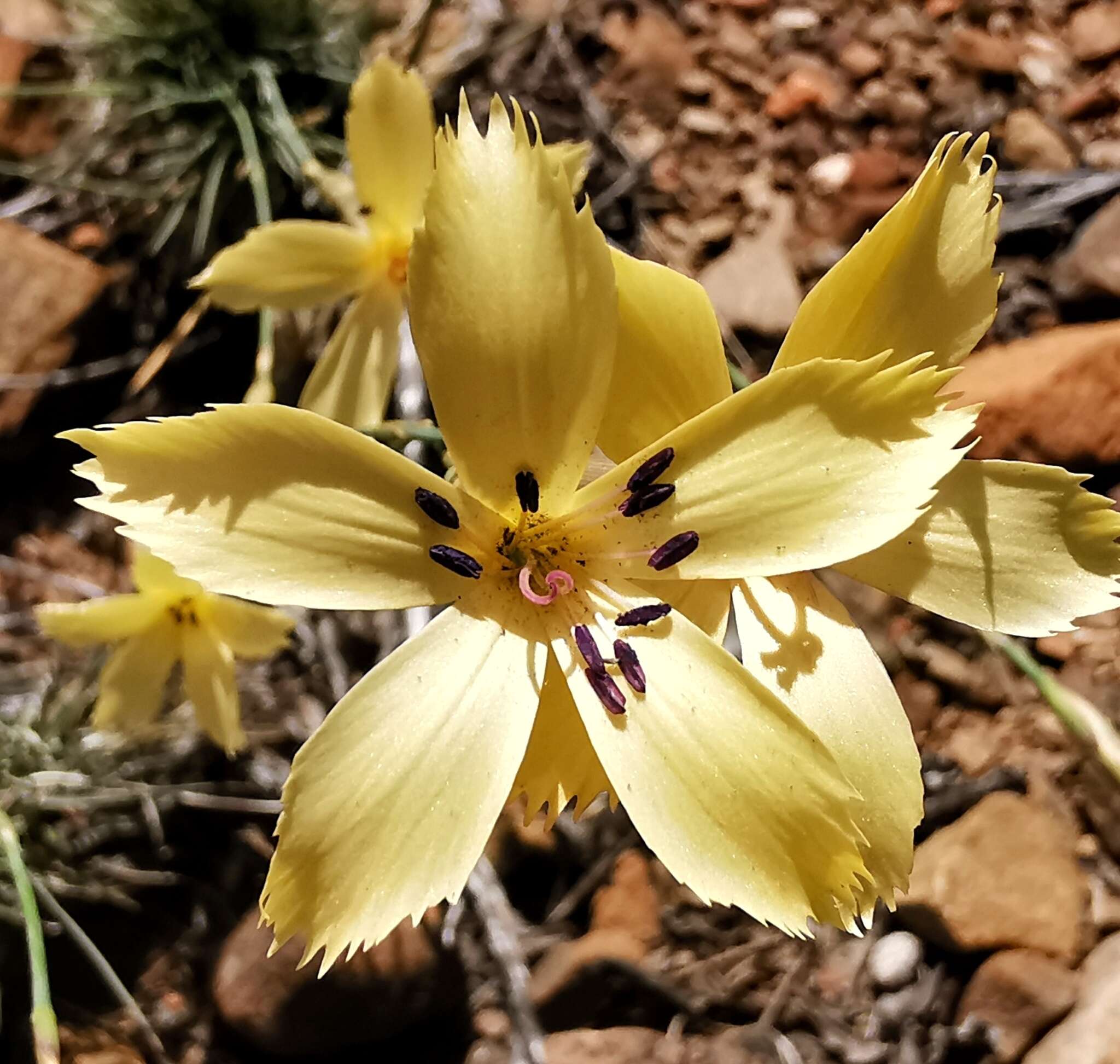 Image of Dianthus caespitosus Thunb.