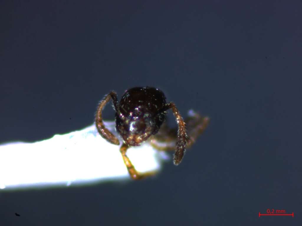 Imagem de Monomorium monomorium Bolton 1987