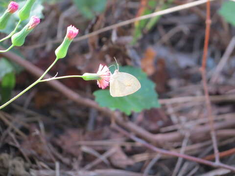 Imagem de Eurema daira (Godart 1819)