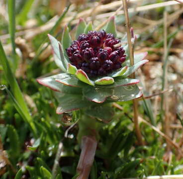 Image of ledge stonecrop