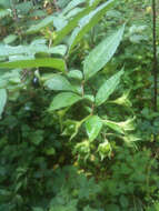 Image of Belladonna