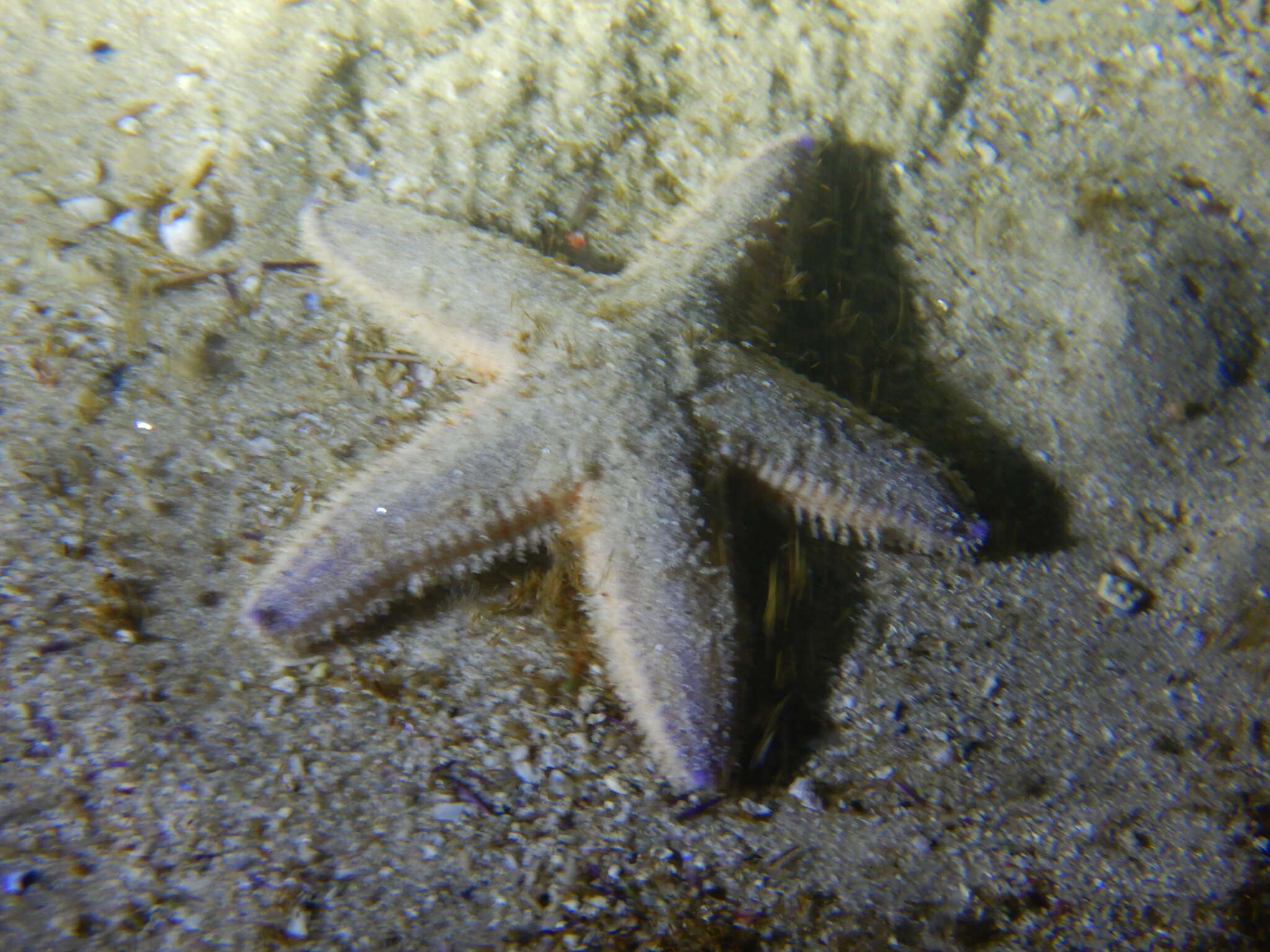 Image of Astropecten irregularis pontoporeus Sladen 1883