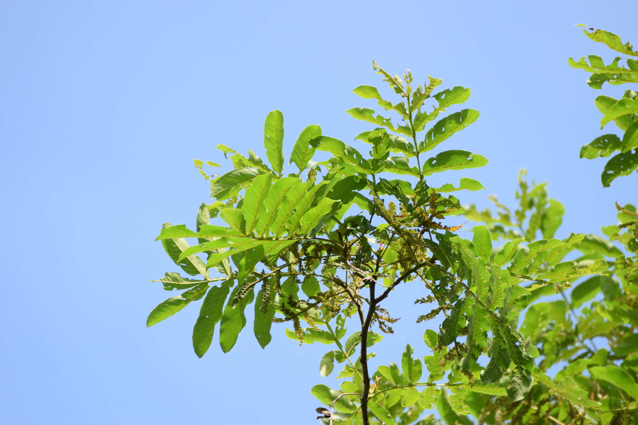 Слика од Pterocarya stenoptera C. DC.