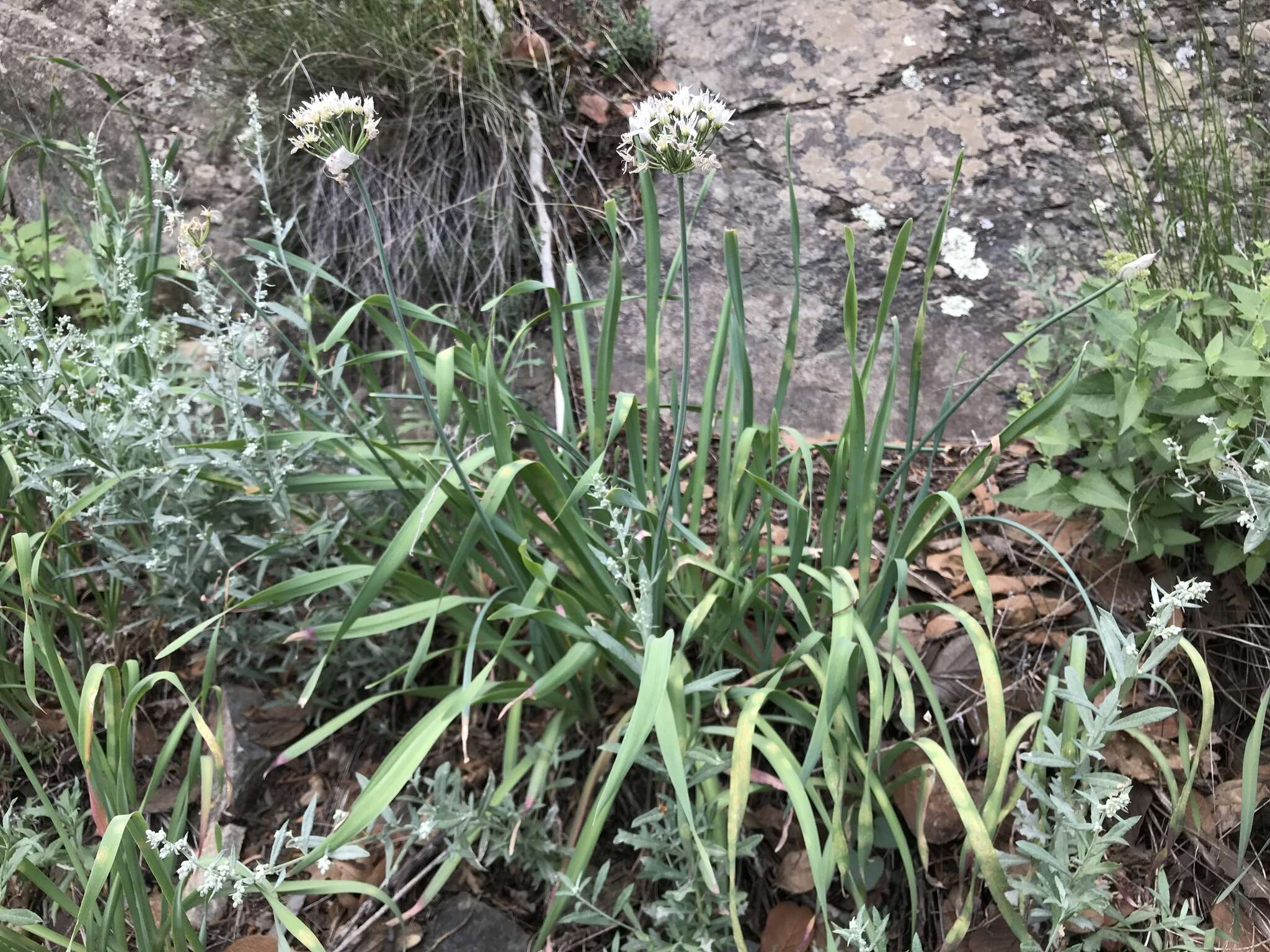 Allium plummerae S. Watson的圖片