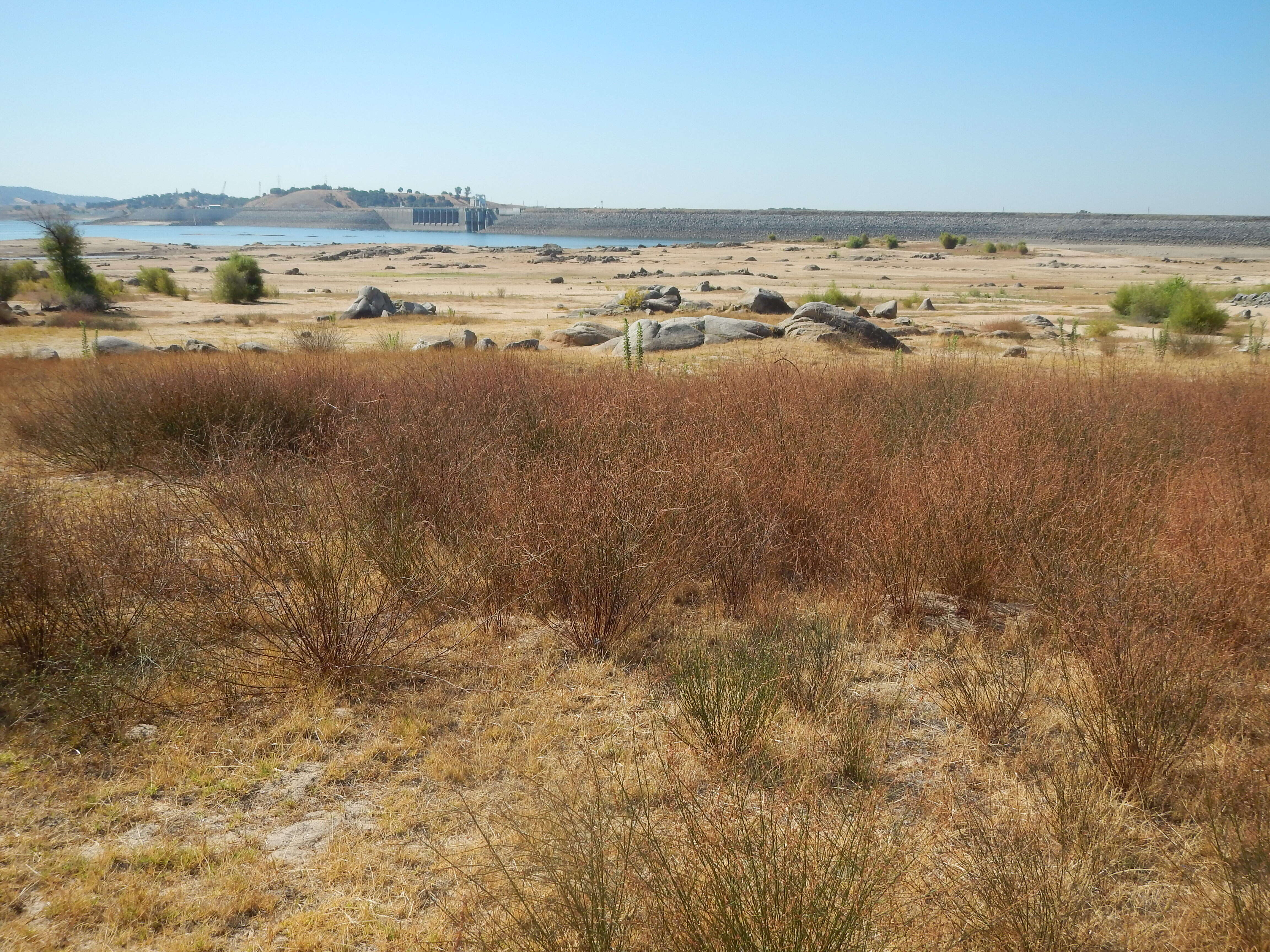 Image of rat's-tail fescue