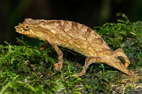 Image of South African Stumptail Chameleon