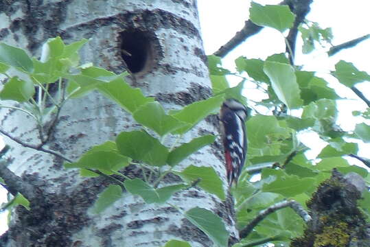 صورة Dendrocopos major poelzami (Bogdanov 1879)