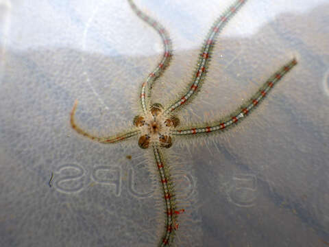 Image of Ophiothrix subgen. Ophiothrix