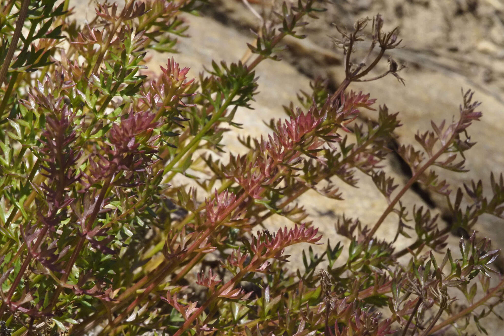 Слика од Pteryxia hendersonii (Coult. & Rose) Mathias & Constance