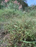 صورة Persicaria pubescens (Bl.) Hara